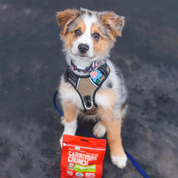 Carnivore crunch outlet dog treats