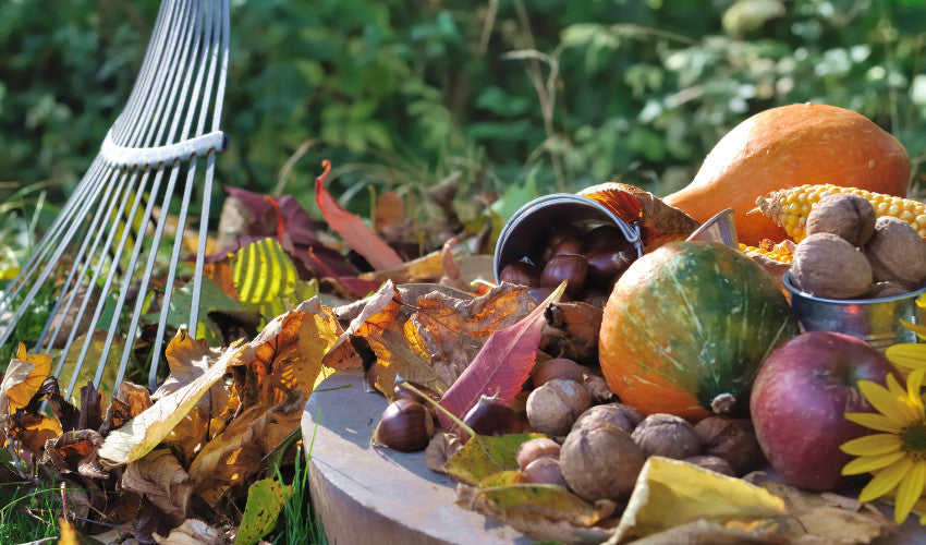Transitioning Your Garden From Fall to Winter: Soil and Plant Care Tip