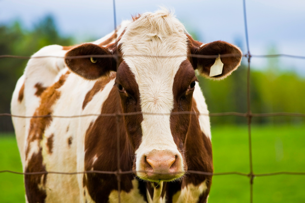 Cow in fence