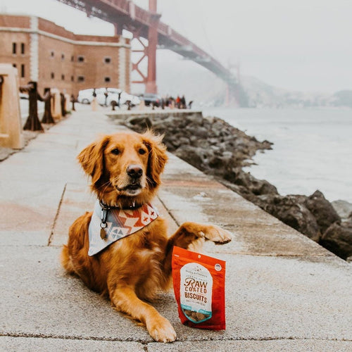 Stella & Chewy's Raw Coated Biscuits Grass Fed Lamb Recipe Dog Treats